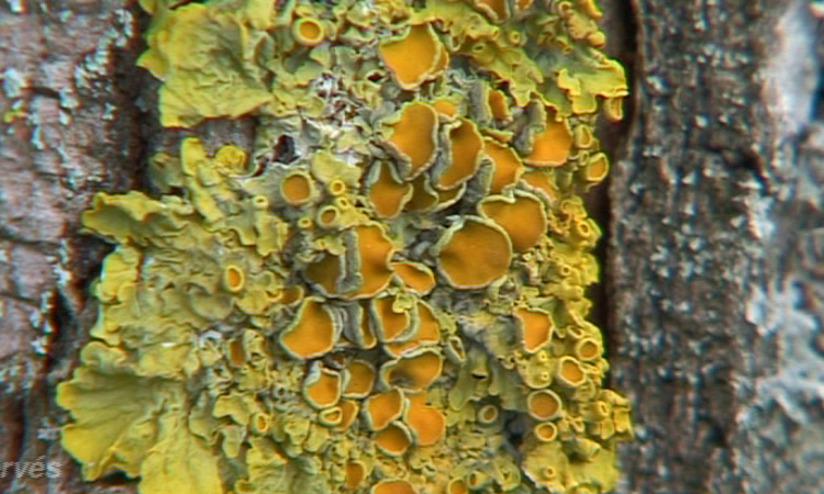 Dissémination des spores - Les Lichens - 2mn 32s 